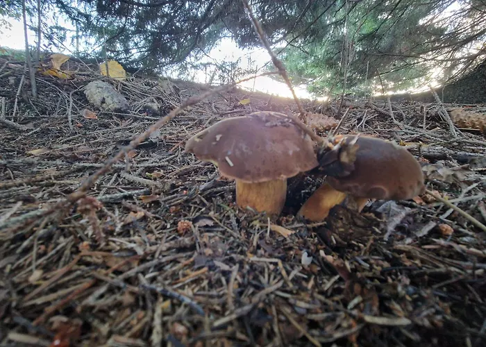 Pod Strani - 別荘 Olešnice v Orlických horách